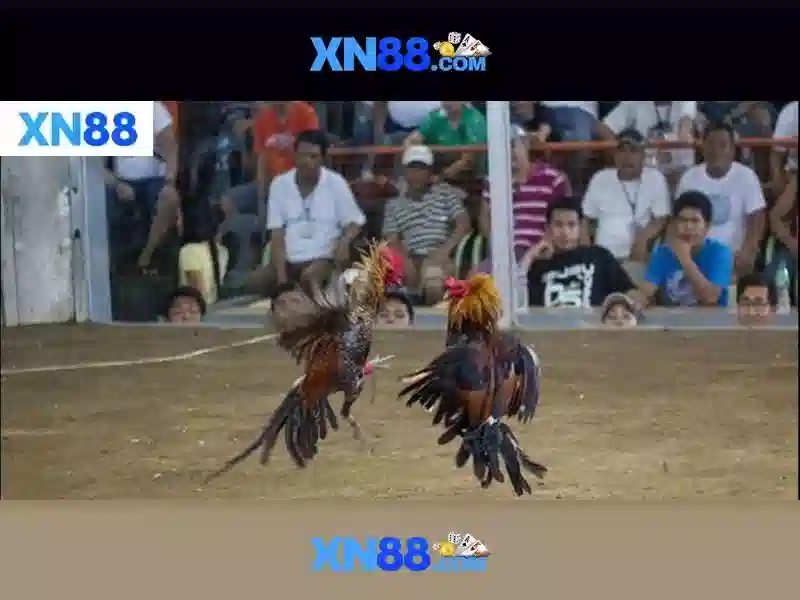 XN88: Giới thiệu ngắn gọn về nền tảng chơi game trực tuyến XN88: Giới thiệu ngắn gọn về nền tảng chơi game trực tuyến