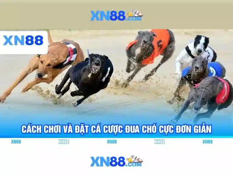 xn88 uy tín không: Đánh giá tin cậy và trải nghiệm người chơi