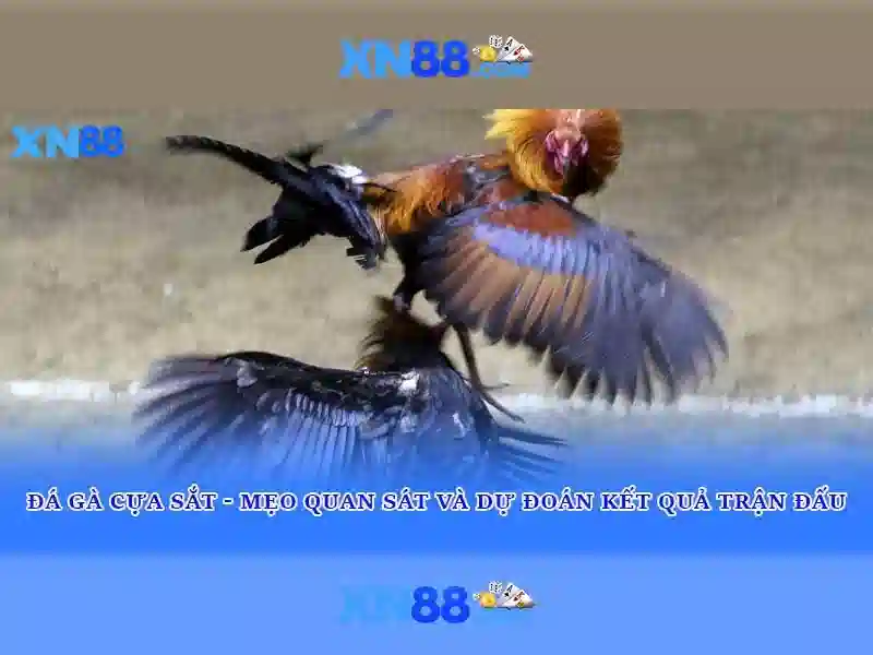 XN88: Nền tảng cá cược trực tuyến đáng tin cậy