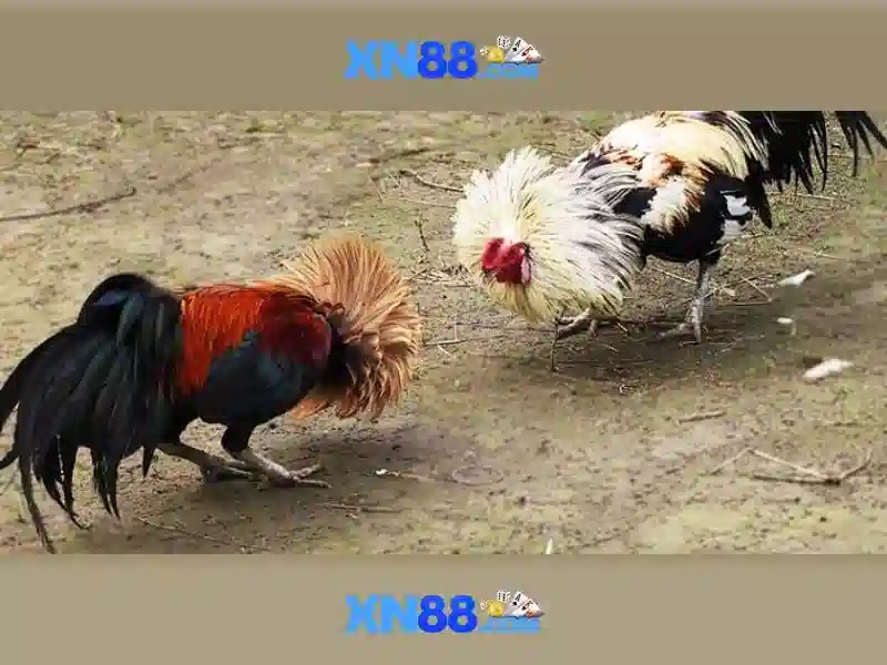 Xn88: Một nền tảng giải trí và cá cược trực tuyến