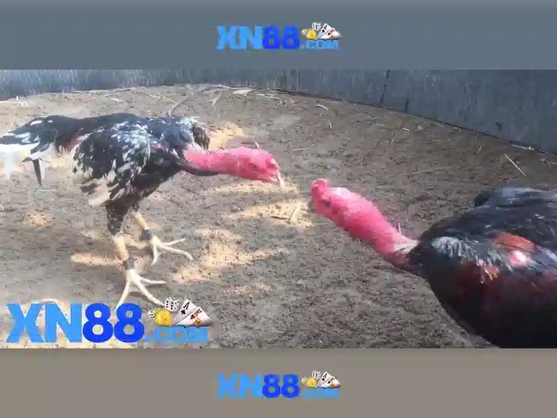 gem xn88 – Trải nghiệm và uy tín cho người chơi