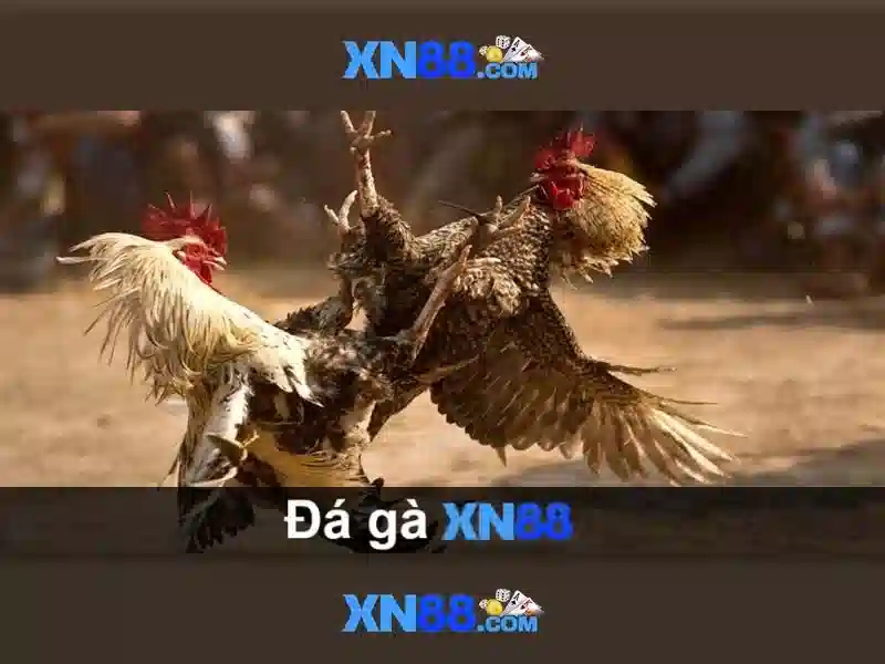 Nền tảng và tính năng của xn88