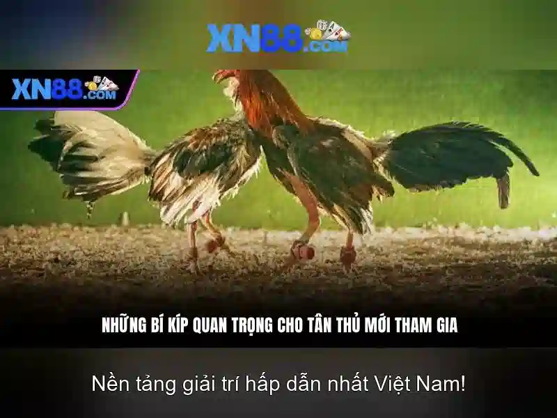 xn88: Nền tảng cá cược trực tuyến đáng chú ý