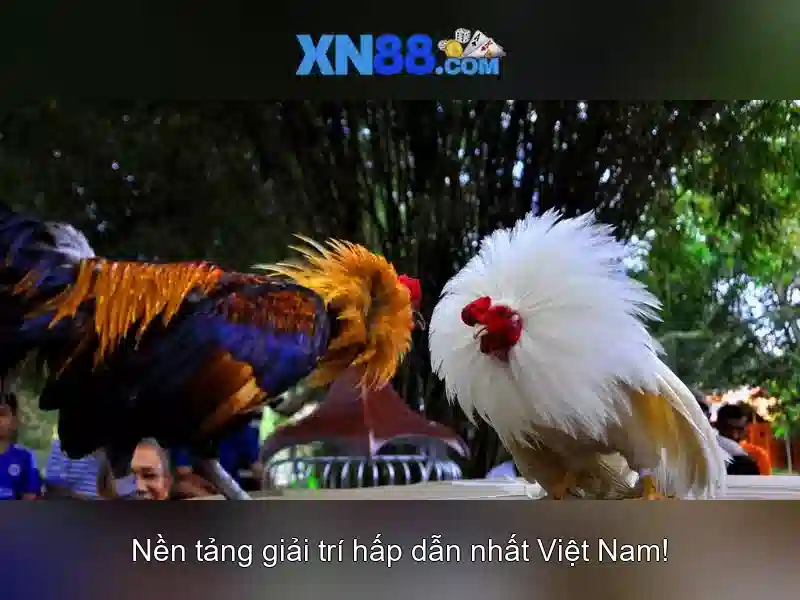 Nền tảng và trải nghiệm người dùng Nền tảng và trải nghiệm người dùng
