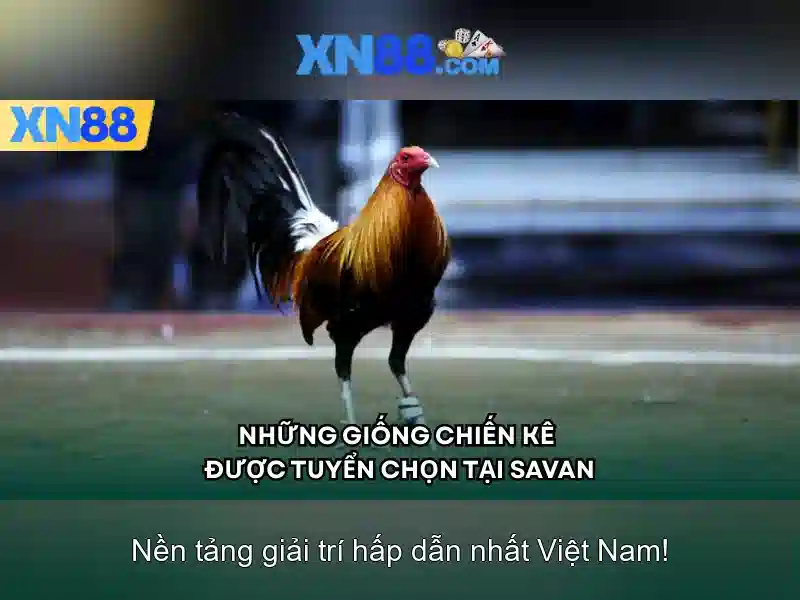 Giới thiệu về xn88 Giới thiệu về xn88