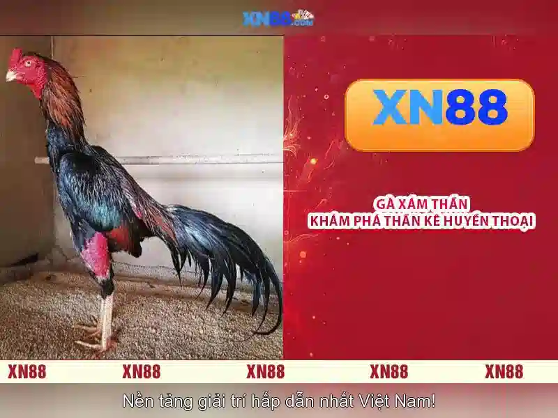 XN88: Tổng quan về nền tảng cược trực tuyến