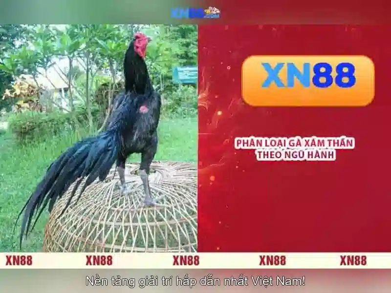 xn88: tổng quan về nền tảng và trải nghiệm người dùng